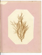Pressing of Red Algae, Dry Tortugas