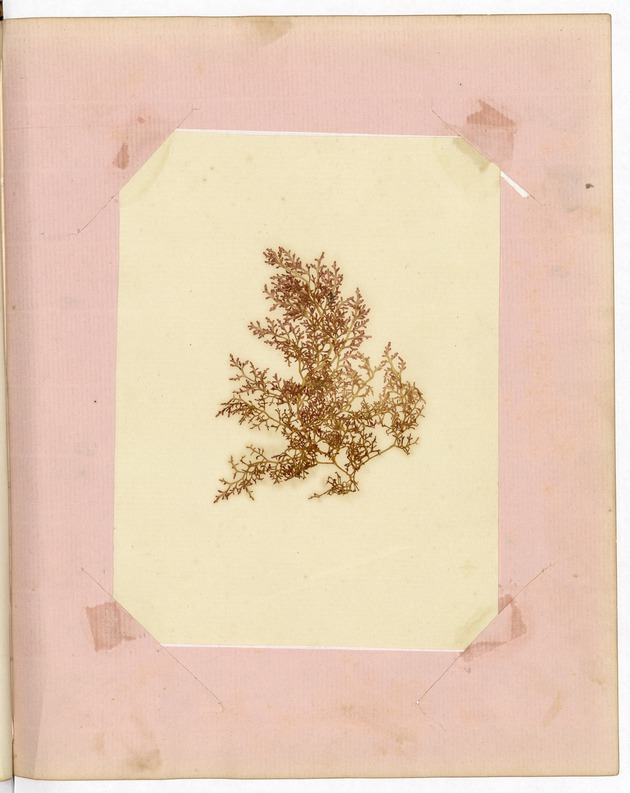 Pressing of Red Algae, Dry Tortugas