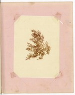 Pressing of Red Algae, Dry Tortugas