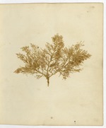 Pressed Algae, Dry Tortugas