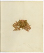 [1864] Pressed Algae, Dry Tortugas