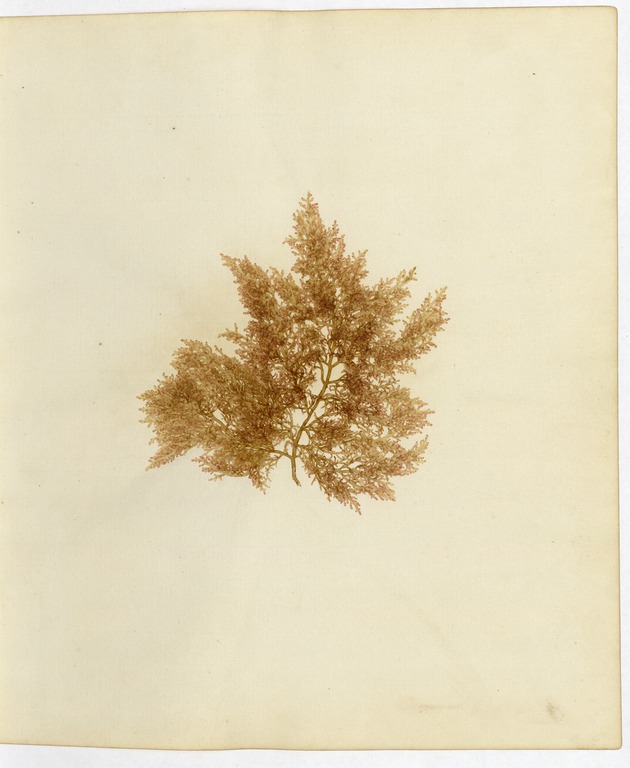 Pressed Algae, Dry Tortugas