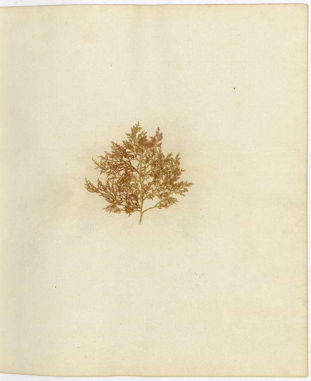 Pressed Algae, Dry Tortugas