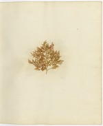 Pressed Algae, Dry Tortugas