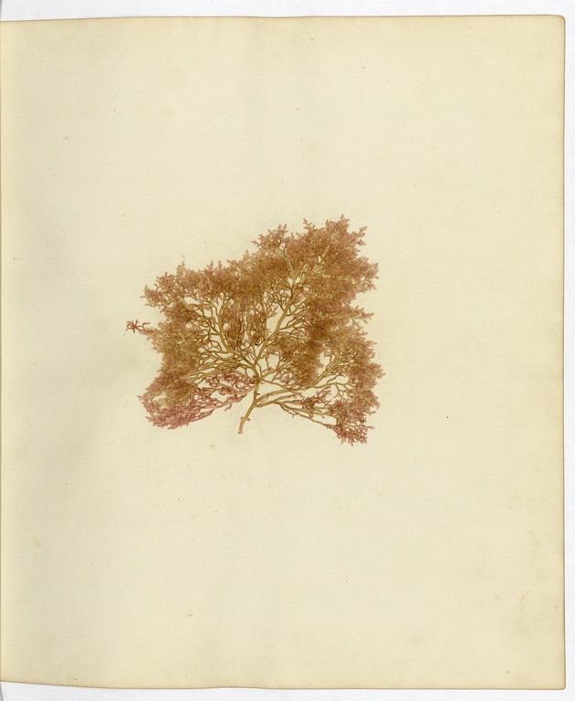 Pressed Algae, Dry Tortugas