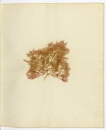 Pressed Algae, Dry Tortugas