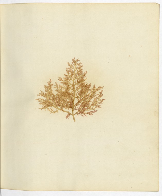 Pressed Algae, Dry Tortugas