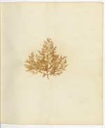 Pressed Algae, Dry Tortugas