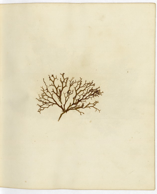 Pressed Algae, Dry Tortugas