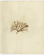 Pressed Algae, Dry Tortugas