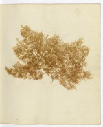 Pressed Algae, Dry Tortugas