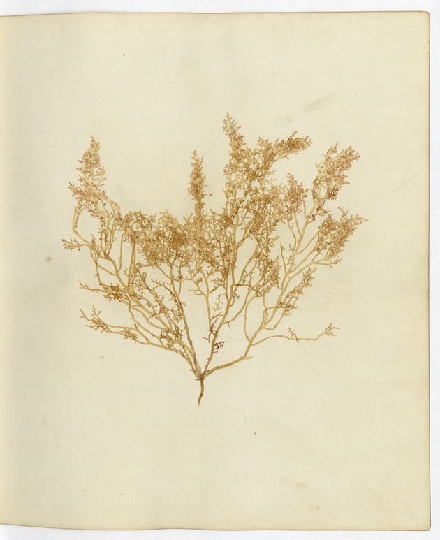 Pressed Algae, Dry Tortugas