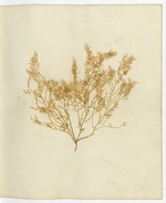 Pressed Algae, Dry Tortugas