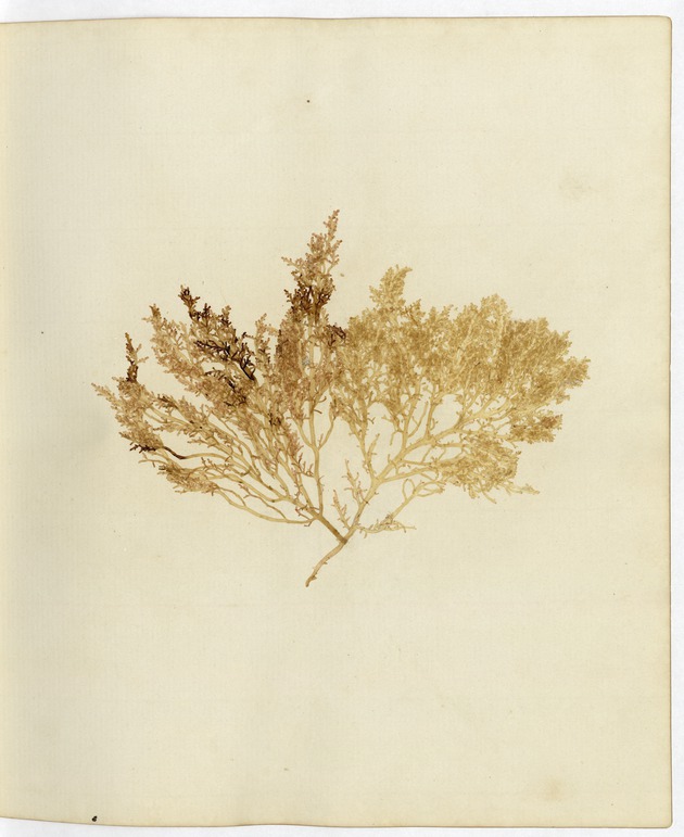 Pressed Algae, Dry Tortugas