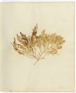 Pressed Algae, Dry Tortugas