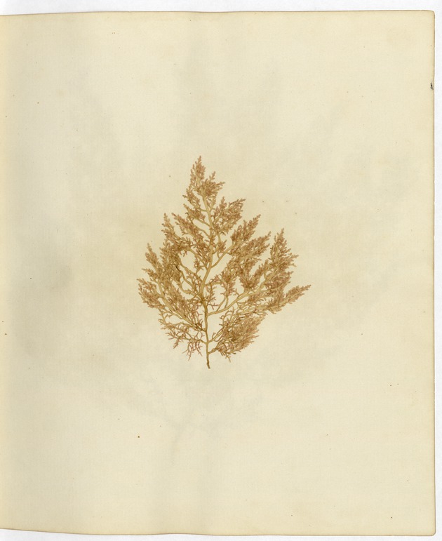 Pressed Algae, Dry Tortugas