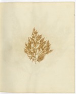 Pressed Algae, Dry Tortugas