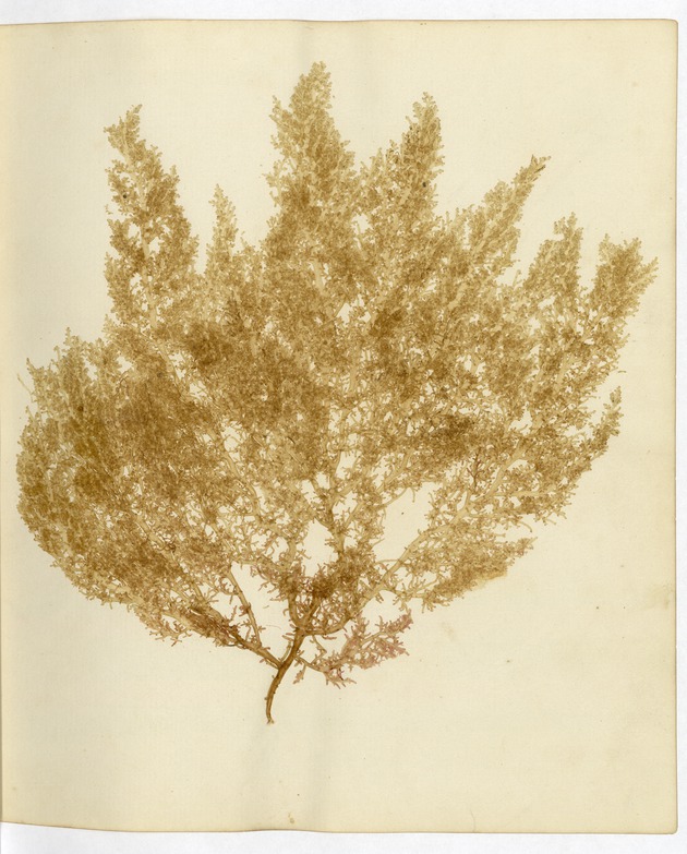 Pressed Algae, Dry Tortugas