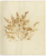 Pressed Algae, Dry Tortugas