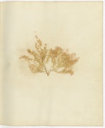 Pressed Algae, Dry Tortugas