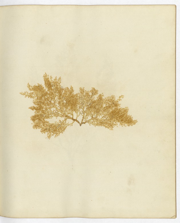 Pressed Algae, Dry Tortugas