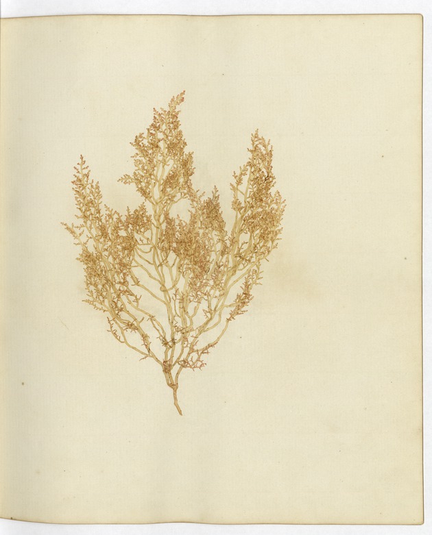 Pressed Algae, Dry Tortugas