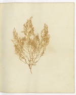 Pressed Algae, Dry Tortugas