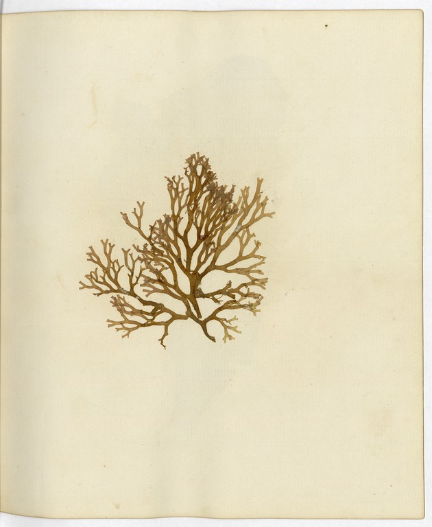 Pressed Algae, Dry Tortugas