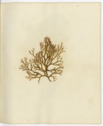 Pressed Algae, Dry Tortugas