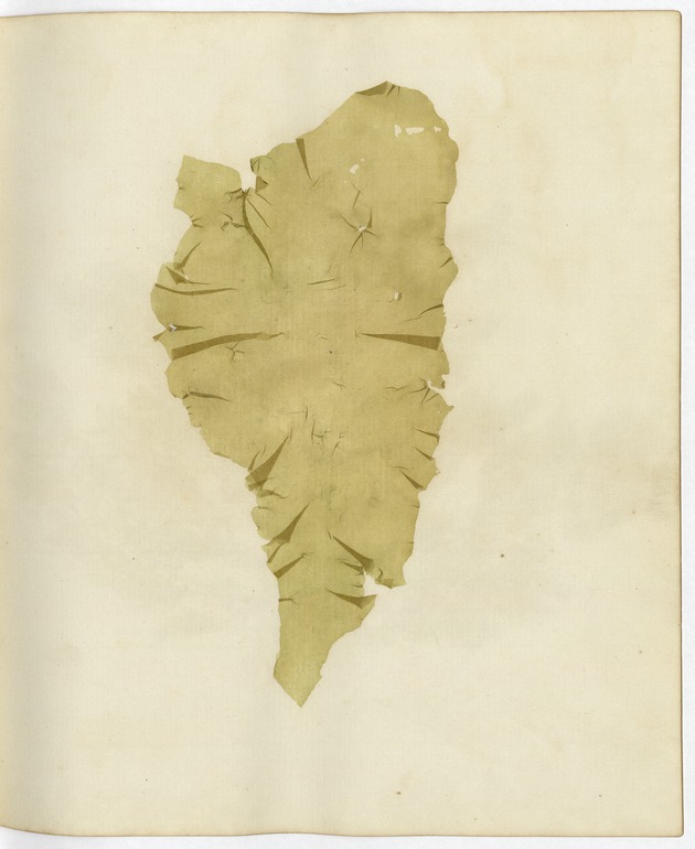 Pressed Algae, Dry Tortugas