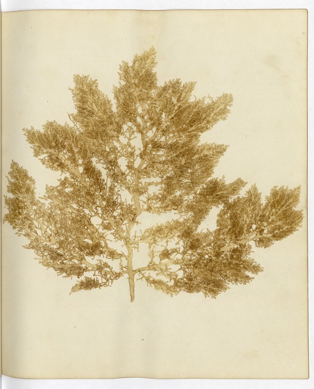 Pressed Algae, Dry Tortugas