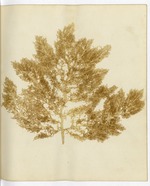 Pressed Algae, Dry Tortugas