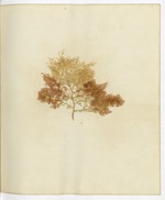 Pressed Algae, Dry Tortugas