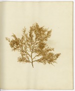 Pressed Algae, Dry Tortugas
