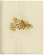 Pressed Algae, Dry Tortugas