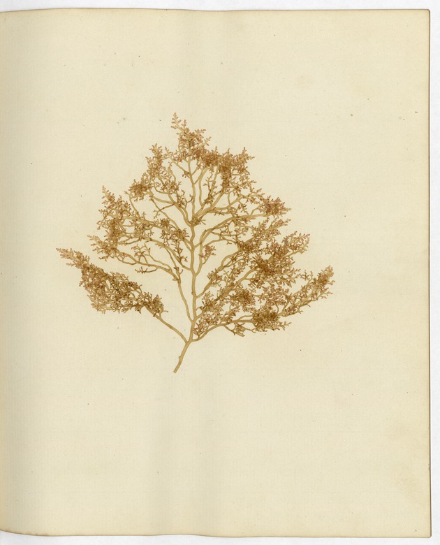 Pressed Algae, Dry Tortugas
