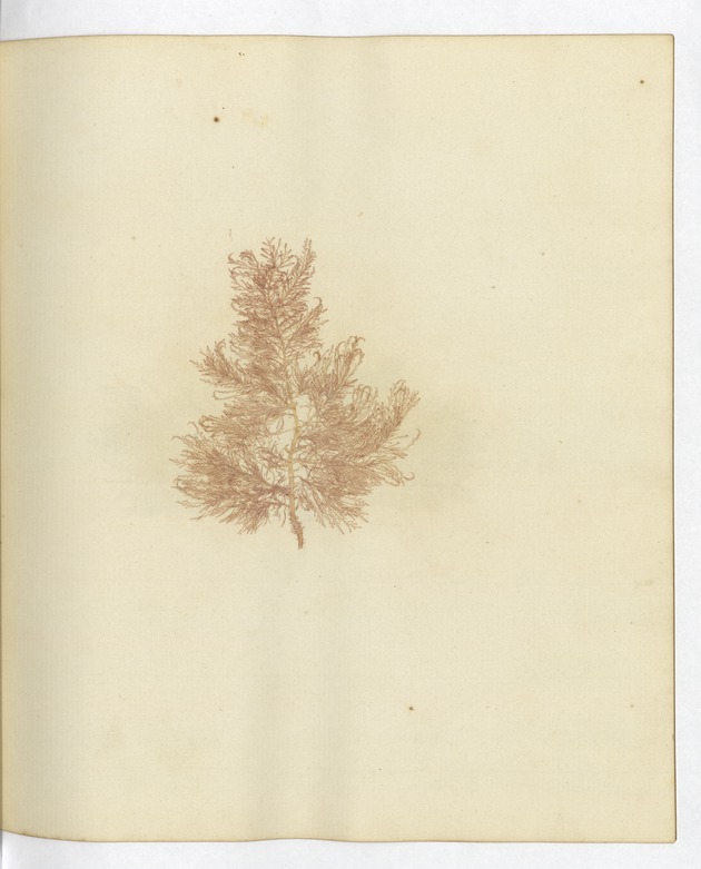 Pressed Algae, Dry Tortugas