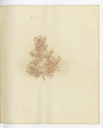 Pressed Algae, Dry Tortugas