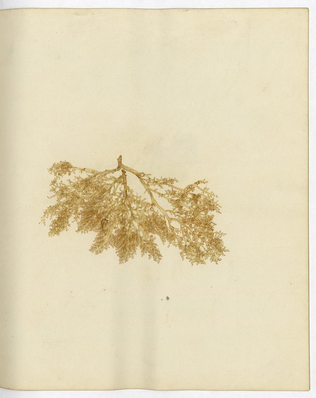 Pressed Algae, Dry Tortugas
