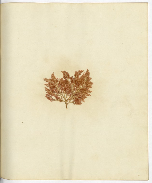 Pressed Algae, Dry Tortugas