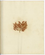 Pressed Algae, Dry Tortugas