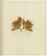 Pressed Algae, Dry Tortugas