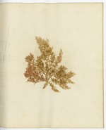 Pressed Algae, Dry Tortugas