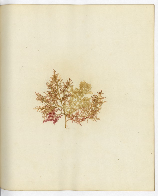 Pressed Algae, Dry Tortugas