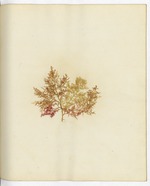 Pressed Algae, Dry Tortugas