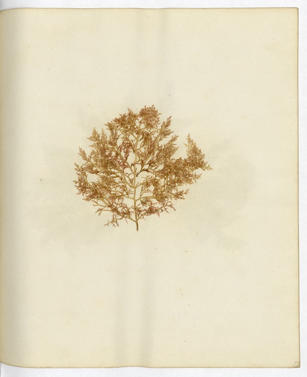 Pressed Algae, Dry Tortugas