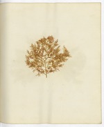 Pressed Algae, Dry Tortugas