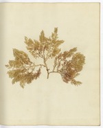 Pressed Algae, Dry Tortugas