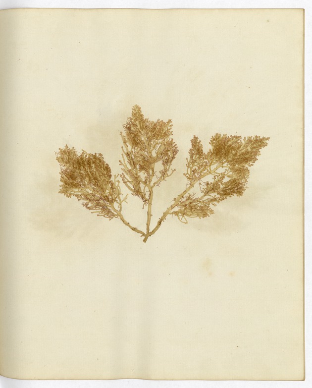 Pressed Algae, Dry Tortugas