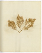 Pressed Algae, Dry Tortugas